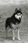 ho incontrato questo povero husky nella campagna veneta, mi faceva una pena li tutto solo e incatenato...

apprezzo molto ogni consiglio e critica...