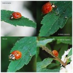 Una coccinella in 4 fasi della sua battuta di caccia.
Nikon D80 con Sigma 105 F 2,8 macro,mano libera