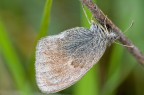 Farfallina