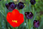 Colori