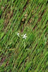 natural_texture