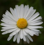 Il mio primo fiore