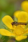 oro su giallo