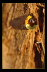 The Golden Drop