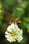 Un fiore, Un'ape