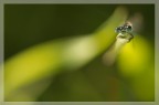 Libellula