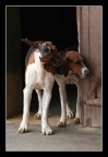 dogs