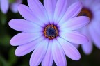 more than a flower