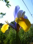 Uno splendido Iris si crogiola al caldo sole primaverile