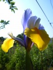 Uno splendido Iris si crogiola al caldo sole primaverile