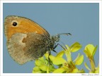 Farfalla comune