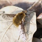 mosca spada