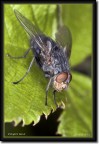 &quot;Fly@on Leaf&quot;