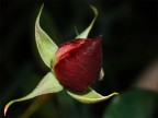 Sboccia