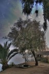 Albero bianco
