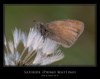 Satiride e soffione