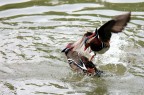 Karate quack