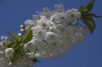 Primavera