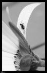 Formichina