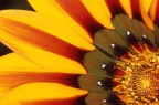macro fiore