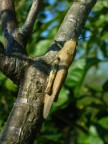 Una simpatica cavalletta si gode il caldo sole primaverile su un albicocco.