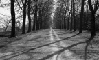 viale alberato
