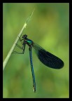 Libellula su stelo