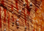 &quot;lacrime di legno&quot;
