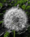 Fiocco di Primavera