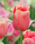 spring pink