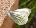 farfallina in controluce