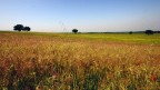 Classico Paesaggio