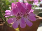 Macro di un Geranio.

Canon PowerShot A610. 50 ISO, 1/800, F 3.5, con impostazione per luce diurna.