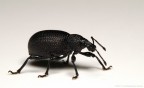 Otiorhynchus sp.