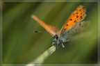 farfalla nel flou