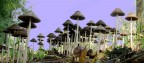 I FUNGHI