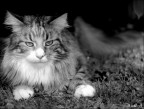 Ghira