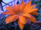Fiori del mio terrazzo
Fuji S5500 Macro