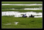 green nile