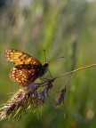 le ali sfrangiate, stanca ma ancora altera: una Melitaea si scalda negli ultimi raggi del tramonto.
Oly e300 + 35 mm macro oly a mano libera.
Suggerimenti e critiche sempre ben accetti.