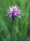 ...dopo una sessione fotografica a caccia di orchidee spontanee, stanchissimo (ma felice) ho trovato questo gioiellino. Meritava un ritratto. 
Orchidea screziata (Orchis tridentata). 
Oly e300 + 35mm macro oly a mano libera.
suggerimenti e critiche sempre ben accetti.