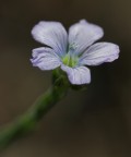 Piccolo Fiore