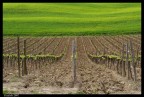 mare verde e vigna