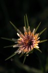 Fiore dal Futuro...