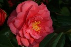 E' la prima macro che ho scattato in vita mia, utilizzando una canon Eos 400D.
Commenti?