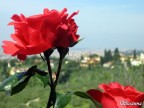 Rosa da Villa Gamberaia, sembra che Firenze sia ai suoi piedi!