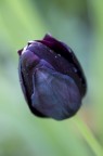 tulipano1