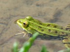 fiume volturno