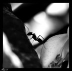 Formichina2