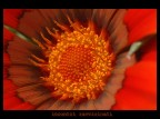 particolare del fiore di Gazania,
Model : NIKON D70
Sigma 105 f2,8 EX DG MACRo
ExposureTime : 1/100Sec
FNumber : F9,0
ExposureProgram : Aperture Priority
MeteringMode : Division
Flash : Not fired
FocalLength : 105,00(mm)
ISO Setting : 320
Quality : RAW
FocusMode : MANUAL